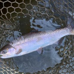 ボトム狙いで好調続く大安トラウトレイク